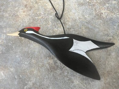 Ivory-billed Woodpecker